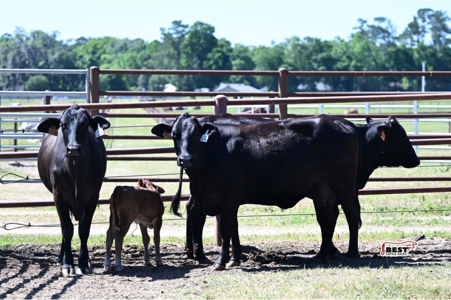 LOT 20B - TAG # 931