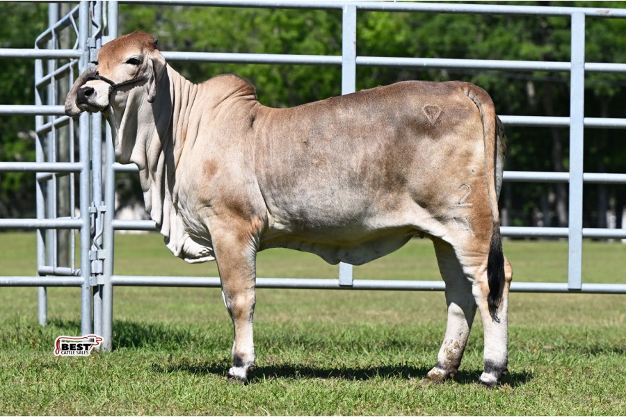 LOT 26 - DMC LADY ERICA 2/4