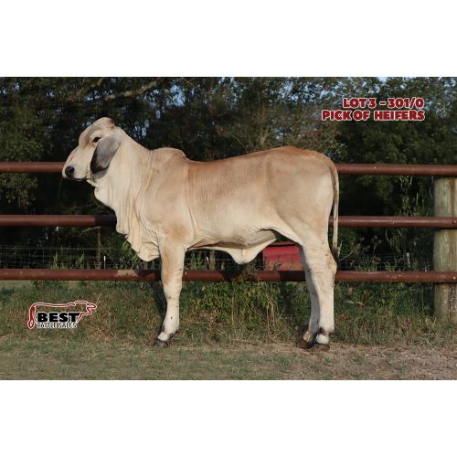 LOT 3 - BCC LADY MANSO 301/0 or BCC LADY MANSO 302/0