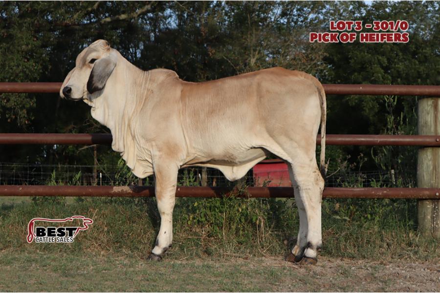 LOT 3 - BCC LADY MANSO 301/0 or BCC LADY MANSO 302/0