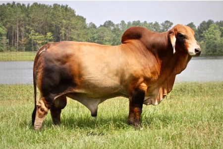 LOT 25 - LMC LN POLLED PRODIGY 188/7 (P) - SEMEN INTEREST