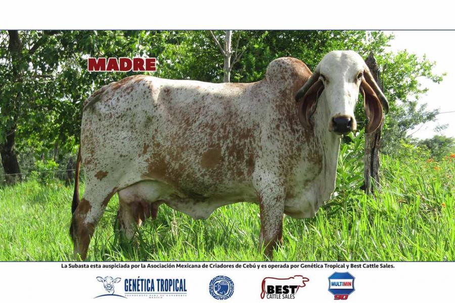 LOTE 33 - 10 EMBRIONES GYR SEXADOS A HEMBRA