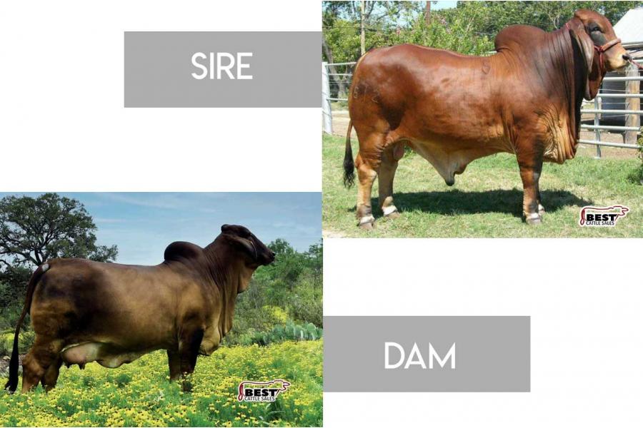 LOT 04 - +SRS MR. PASCO 812 x LADY H WILLA ROJO 243/8 - 3 CONVENTIONAL EMBRYOS