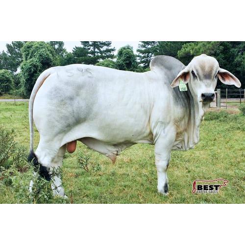 LOT 25 - JTB POLLED PAPPY 1298-1545-7 (P) - DONATION LOT