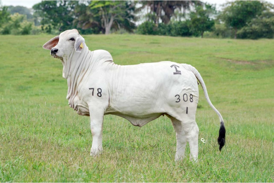 LOTE 04 - MISS CRIADERO LASTRA 308/1