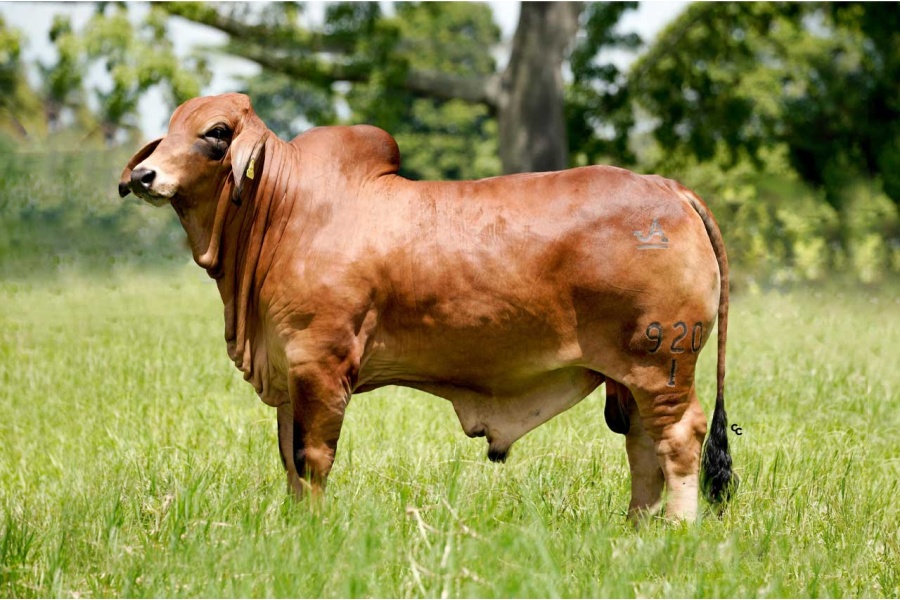 LOTE 09 - JJAL MR NARANJOS SMOKN GUN 920/1