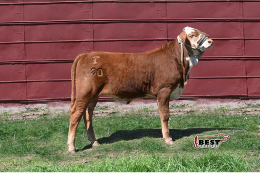 LOT 01 - X MS 4-T MARY LOU 80