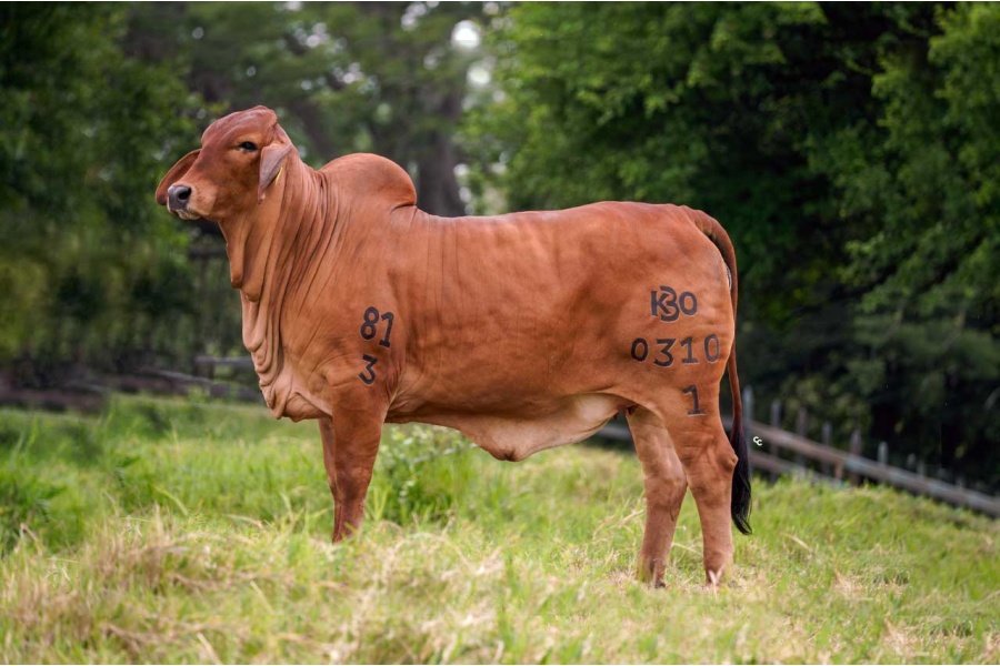 LOTE 12 - K30 0310/1