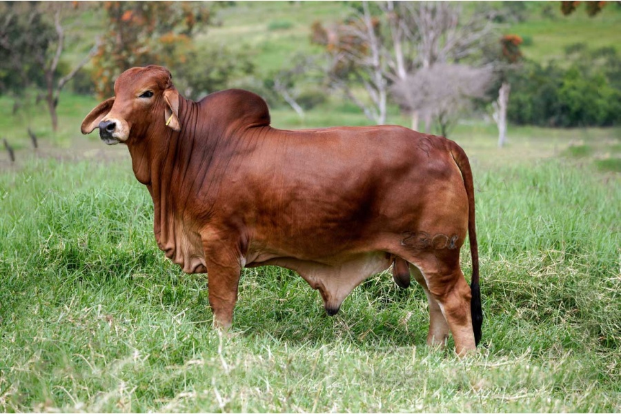 LOTE 14 - CGSG SR TARAY MAXIMUS 2308/1 TE