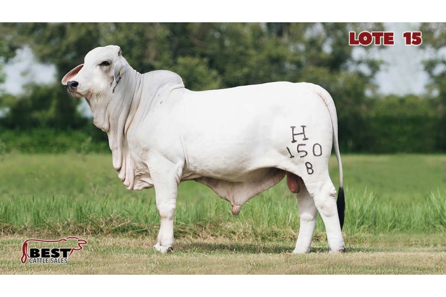 LOTE 15 - RAB MR. COPOSO AVERY PLUS IA 150/8