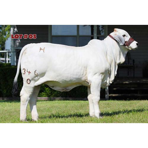 LOT 3 - LADY H COCO MANSO 346/0