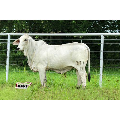 LOT 06 - LADY H MILEY MANSO 371/0