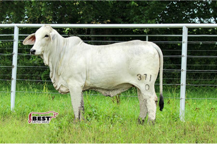 LOT 06 - LADY H MILEY MANSO 371/0