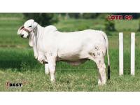 LOTE 09 - MNG MISS AGUACATILLO WOODSON TE 541/9