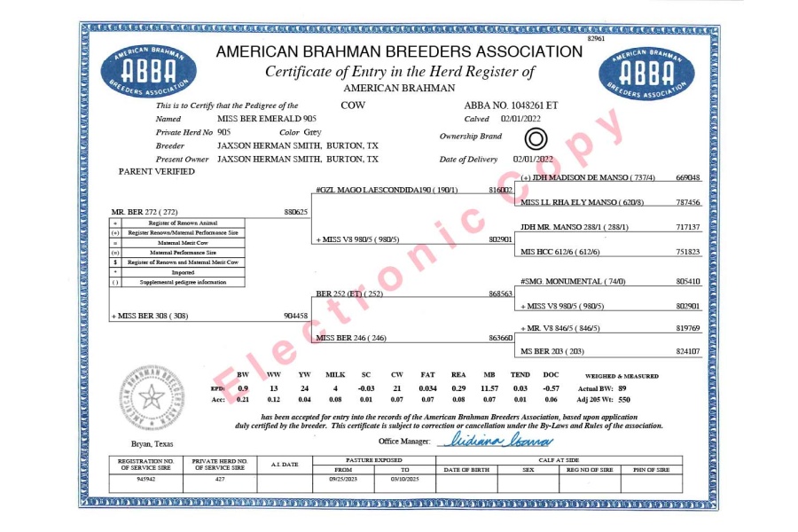 LOT 08 - MSP KING GARRETT 584/1 x MISS BER EMERALD 905 - 3 SEXED EMBRYOS