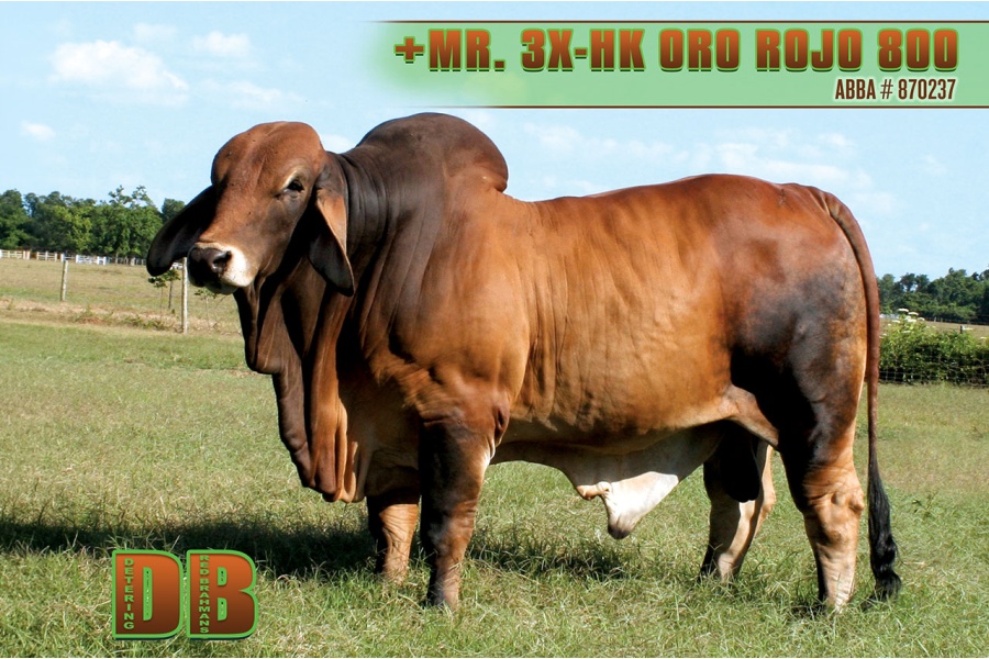 LOT 02 - DB SOUTHERN STAR SEMEN LOT