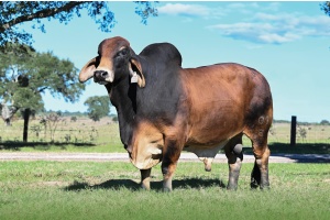 MR JH 03/8 (S) FEMALE SEXED SEMEN PACKAGE - AVAILABLE WORLDWIDE