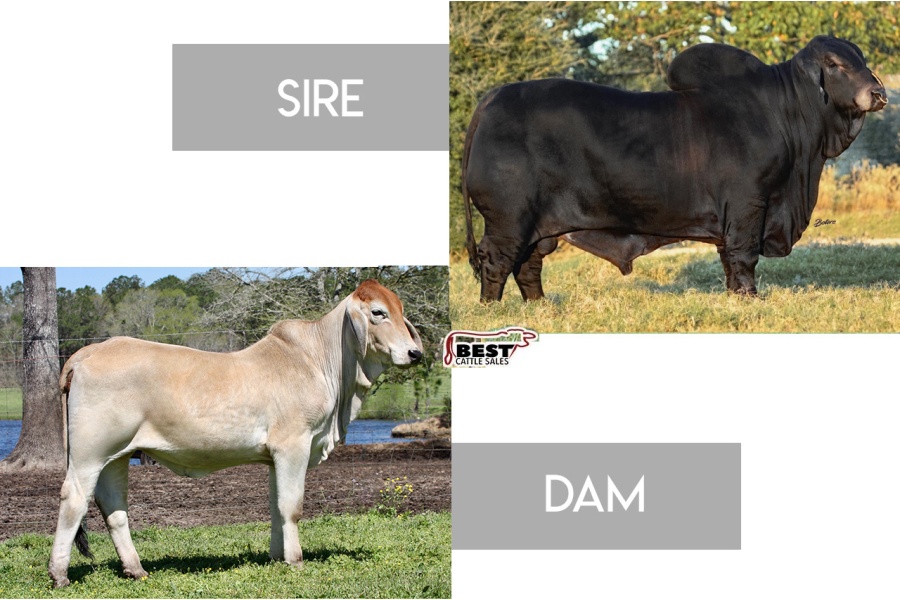 LOT 19 - MR. MCC POLLED SMOKE 14/9 (P) X 4P MISS SHINE 12/1 (P) - 3 CONVENTIONAL EMBRYOS