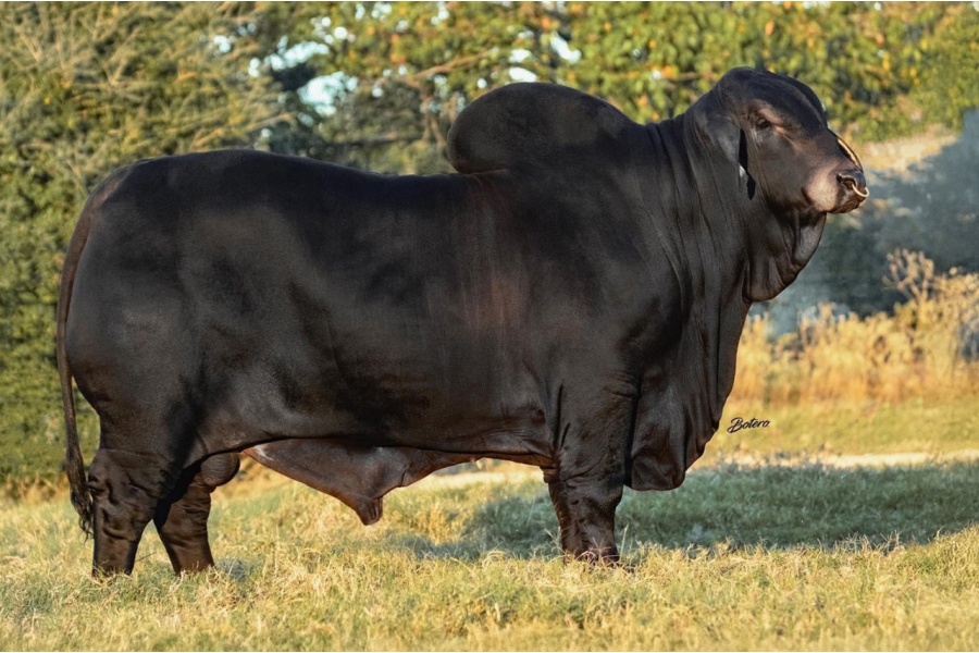 VBCC MISS GOOD LORD LORI 33/1 X MR. MCC POLLED SMOKE 14/9 (P) - GRAY BRAHMAN FEMALE SEXED EMBRYOS - USA