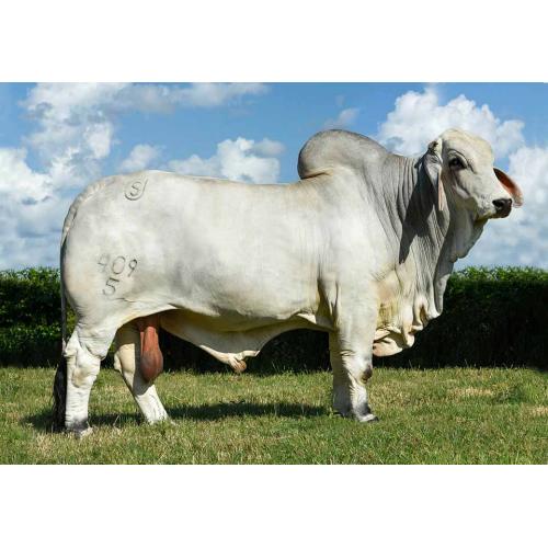 LOT 54 - MR US POLLED EVOLUTION 409/5 X KPBR POLLED JOANI 57/4 (S) EMBRYO PACKAGE