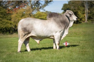 MR. V8 347/8 - GRAY BRAHMAN CONVENTIONAL SEMEN PACKAGE - USA & WORLD-WIDE