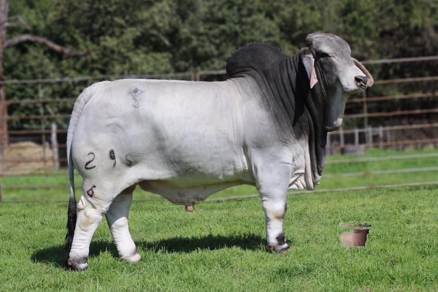 LOT 12 - MISS AT 510 “SKYLAR” X MR SNS MIGHTY MOUSE 295/6 - CONVENTIONAL EMBRYOS