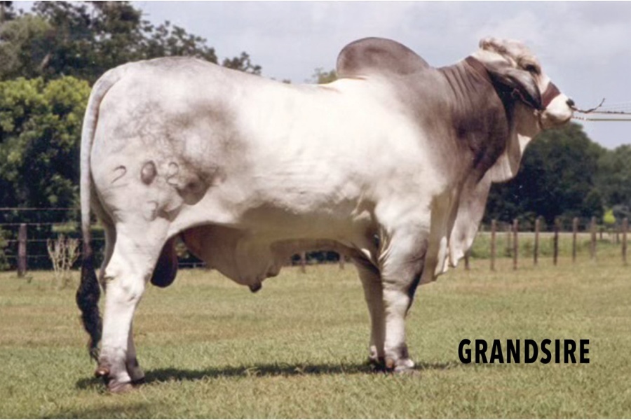 LOT 032 - RCF MRS 401,LOT 033 - RCF MRS 402 - PICK OR X THE MONEY OF LOTS CHOSEN (A)