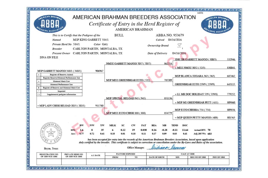 LOT 08 -	MSP KING GARRETT 584/1 x MISS BER 386 - 3 EMBRYOS