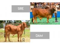 LOT 41 - CT MR ELMEAUX TOO 2/7 x MISS HC JADE 142/0 - 3 CONVENTIONAL EMBRYOS