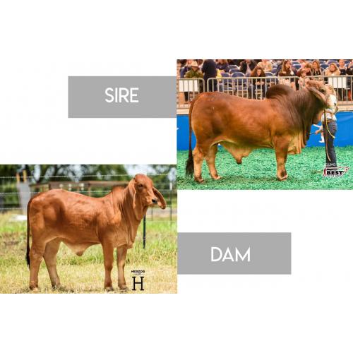 LOT 41 - CT MR ELMEAUX TOO 2/7 x MISS HC JADE 142/0 - 3 CONVENTIONAL EMBRYOS