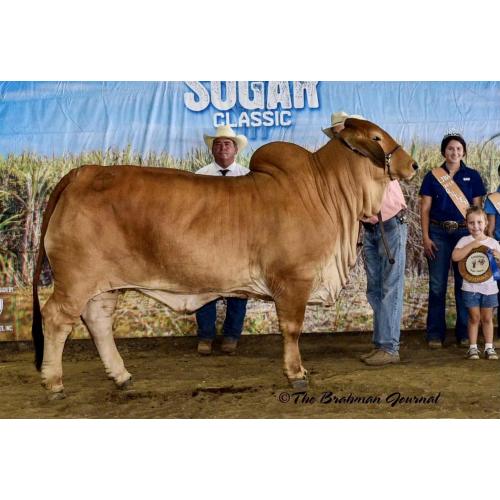 LOT 06 - LMC LN POLLED PAPPO 136/6 (P) X CT MS ANNA RHINEAUX 8/7 EMBRYO PACKAGE