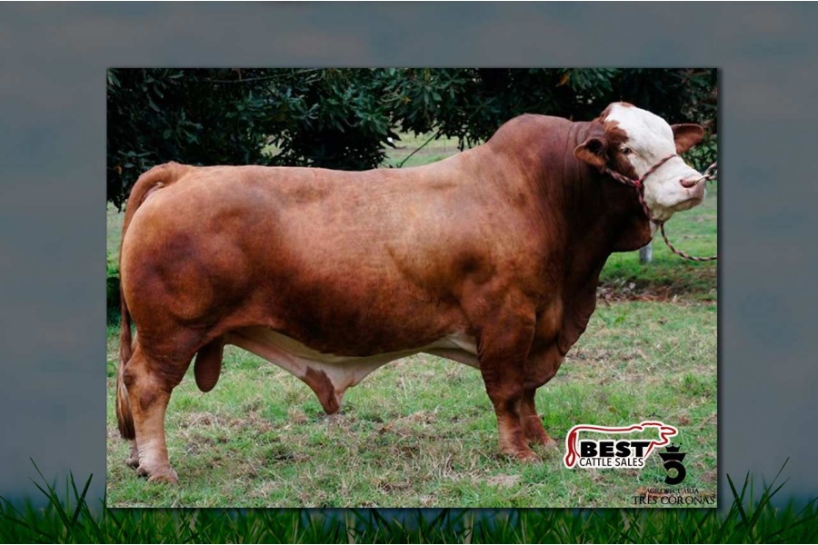 LOTE 26 - RAE MALUS P31/4