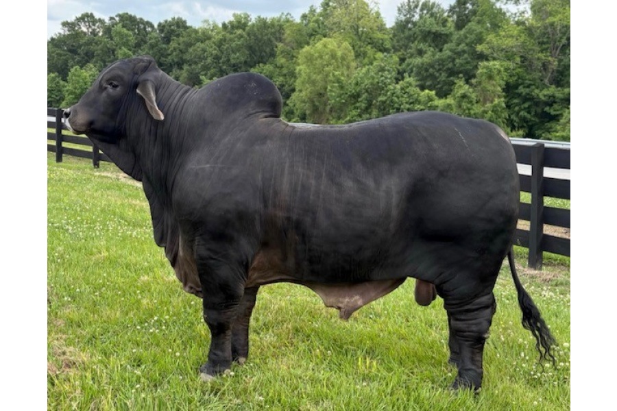 LOT 01 - 13 UNIT SEMEN PACKAGE