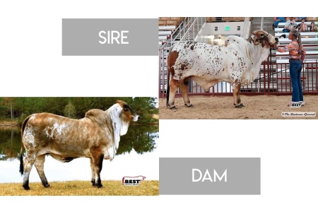 LOT 11 - DADR PAINT IT RED 21/2 X MISS V8 92/9 “CHEYENNE”- 3 RSF EMBRYOS