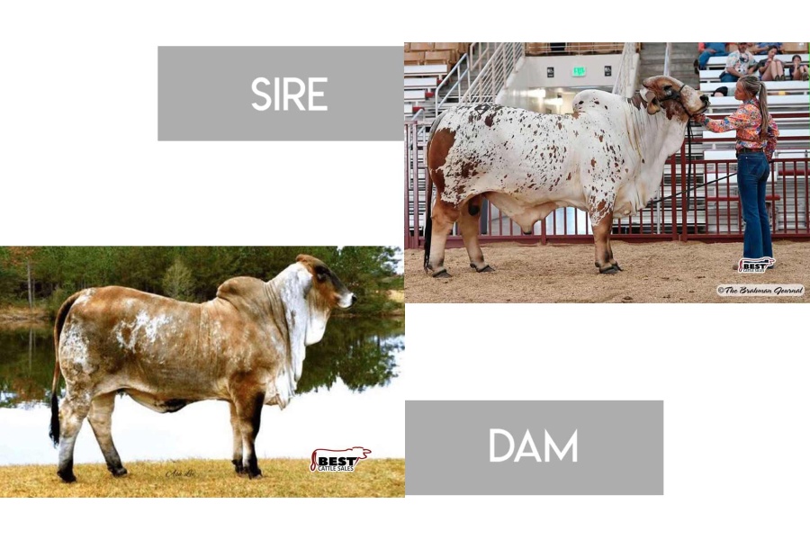 LOT 11 - DADR PAINT IT RED 21/2 X MISS V8 92/9 “CHEYENNE”- 3 RSF EMBRYOS