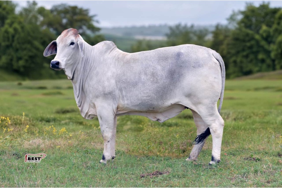 LOT 08 - MSP MARCIE GAL 749/1