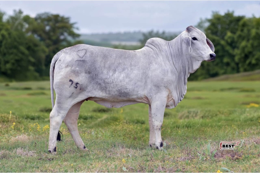 LOT 09 - MSP LADY RILEY 751/1