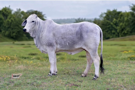 LOT 12 - MSP BONNIE DUBO 754/1