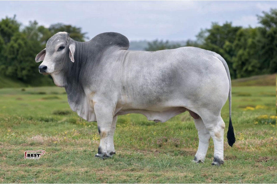 LOT 01 - MSP MAGIC MIKE 900/1