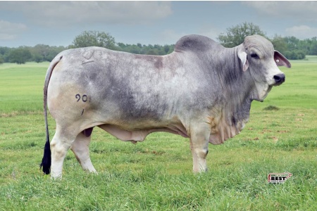 LOT 02 - MSP GARRETT THE GREAT 901/1