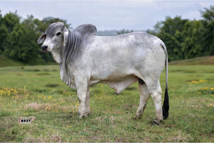 LOT 04 - MSP REMINGTON RAY 910/1