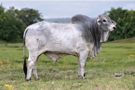 LOT 03 - MSP TRUMP FIREBALL 911/1