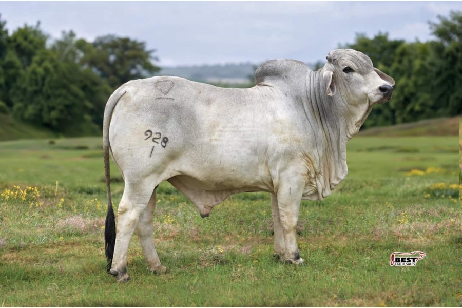 LOT 07 - MSP SIR MANSO DUBO 928/1