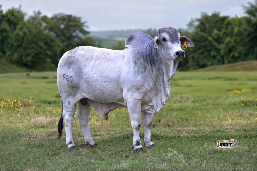 LOT 05 - MSP MR. ESTO GARRETT 929/1