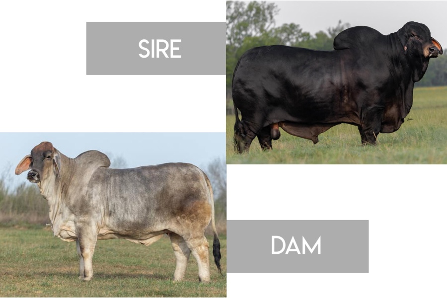VBCC MISS GOOD LORD LORI 33/1 X MR. MCC POLLED SMOKE 14/9 (P) - GRAY BRAHMAN FEMALE SEXED EMBRYOS - USA