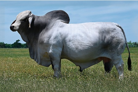 POMPEYO 951/6 SEMEN PACKAGE - GRAY BRAHMAN CONVENTIONAL SEMEN  WORLD-WIDE INCLUDING USA