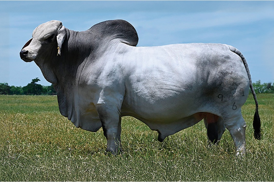 POMPEYO 951/6 SEMEN PACKAGE - GRAY BRAHMAN FEMALE SEXED SEMEN  WORLD-WIDE INCLUDING USA