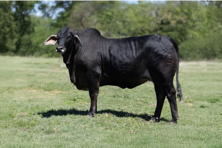 ROCKING H SMOKEY RAVEN (P) 249 - FLUSH OFFERING - USA