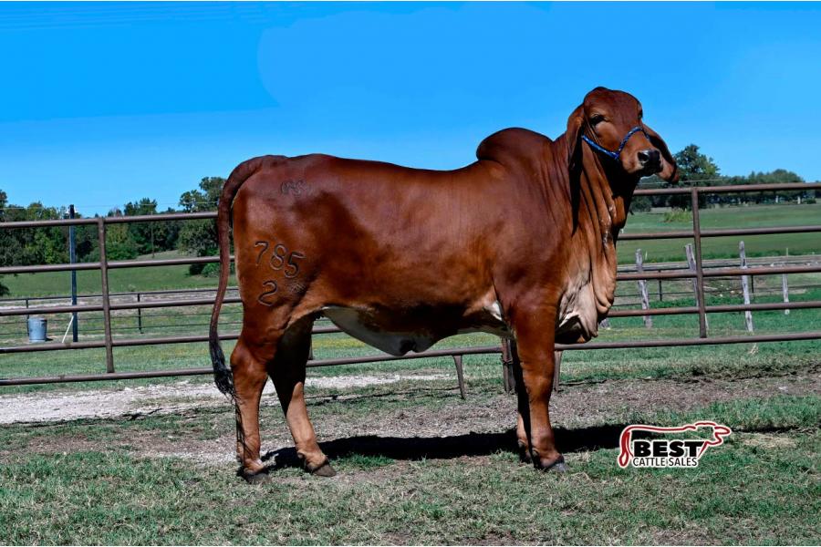LOT 09 - ALL EYES ON MY MOONSHINE 785/2