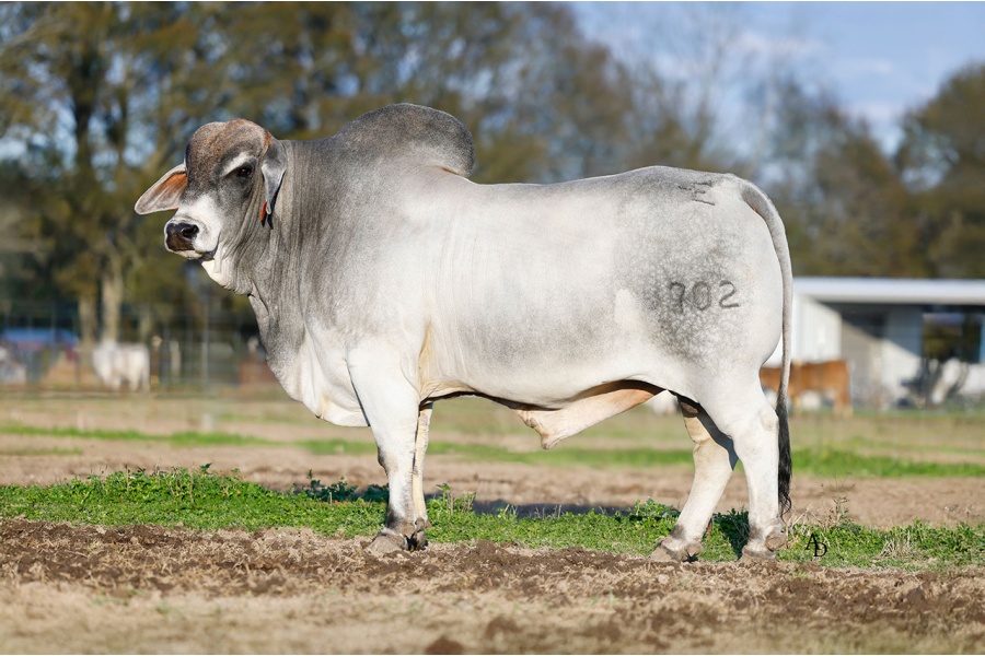 ECC RR LMC POLLED REXAMILLION (P) - CONVENTIONAL SEMEN PACKAGE - USA ONLY